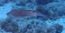 Karibischer Riffkalmar (Sepioteuthis sepioidea)