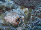 Langstachel-Igelfisch (Diodon holocanthus)