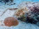 Karibischer Riffkrake (Octopus briareus)