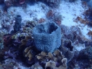Brauner Vasenschwamm (Callyspongia sp.02) 
