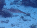 Karibischer Riffkalmar (Sepioteuthis sepioidea)
