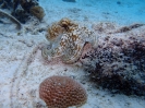 Karibischer Riffkrake (Octopus briareus)