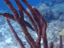 Westatlantische Trompetenfisch (Aulostomus maculatus)