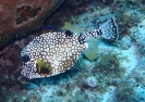 Perlen-Kofferfisch (Lactophrys triqueter)