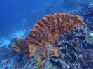 Elefantenohr-Schwamm (Agelas clathrodes)