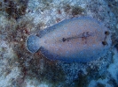 Pfauenbutt (Bothus lunatus)