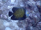 Franzosen-Kaiserfisch (Pomacanthus paru) 