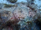 Pfauenbutt (Bothus lunatus)