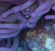 Yucatan Partnergarnele (Periclimenes yucatanicus)