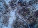 Weißgefleckter Schlangenaal  (Myrichthys breviceps) 