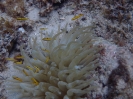 Karibische Goldrose (Condylactis gigantea) mit Gelbnasen Grundel (Elacatinus randalli)