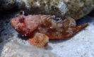 Großer Roter Drachenkopf (Scorpaena scrofa)