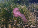 Leuchtqualle  (Pelagia noctiluca)