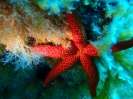 Roter Mittelmeerseestern (Echinaster sepositus)