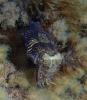 Gewöhnlicher Tintenfisch (Sepia officinalis)