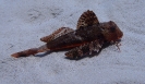 Gestreifter Knurrhahn  (Trigloporus lastoviza)