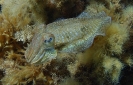 Gewöhnlicher Tintenfisch (Sepia officinalis)