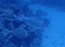 Großaugen-Straßenkehrer (Monotaxis grandoculis)