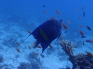 Arabischer Kaiserfisch (Pomacanthus maculosus)