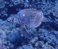 Echte Karettschildkröte (Eretmochelys imbricata)
