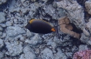 Indischer Gelbklingen-Nasendoktor (Naso elegans)