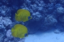 Maskenfalterfische (Chaetodon semilarvatus)
