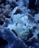 Rundflecken-Anglerfisch (Antennarius pictus)