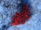 Prachtanemone (Heteractis magnifica)