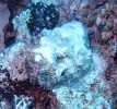 Buckel-Drachenkopf (Scorpaenopsis diabolus)