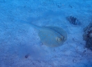 Blaupunktrochen (Taeniura lymma)