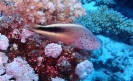 Gestreifter Korallenwächter  (Paracirrhites forsteri)