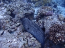 Riesenmuräne (Gymnothorax javanicus)