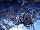 Gelbstreifen-Meerbarben (Mulloidichthys flavolineatus)