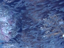 Glasfische (Parapriacanthus guentheri)