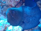 Riesenmuräne (Gymnothorax javanicus)