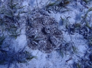 Teppichanemone  (Stichodactyla haddoni)