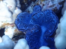 Mördermuschel (Tridacna maxima)