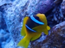 Rotmeer-Anemonenfisch (Amphiprion bicinctus)