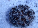 Rotmeer-Feuerseeigel (Asthenosoma marisrubri)