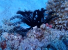 Schwarzer Federstern (Cenometra sp.)
