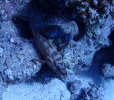 Baskenmützen-Zackenbarsch (Epinephelus fasciatus)