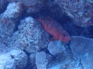 Indopazifischer Grossaugenbarsch (Priacanthus hamrur)