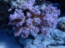 Kleinpolypige Steinkoralle (Pocillopora ankeli)