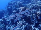 Indopazifischer Grossaugenbarsch (Priacanthus hamrur)