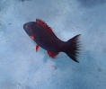 Wangenstreifen-Prachtlippfisch (Oxycheilinus digramma)