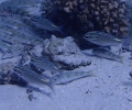 Arabischer Scheinschnapper (Scolopsis ghanam)