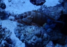 Baskenmützen-Zackenbarsch (Epinephelus fasciatus) 