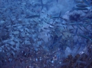 Glasfische (Parapriacanthus guentheri)