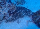 Gestreifte Korallenwelse (Plotosus lineatus)