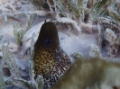 Rußkopfmuräne (Gymnothorax flavimarginatus)